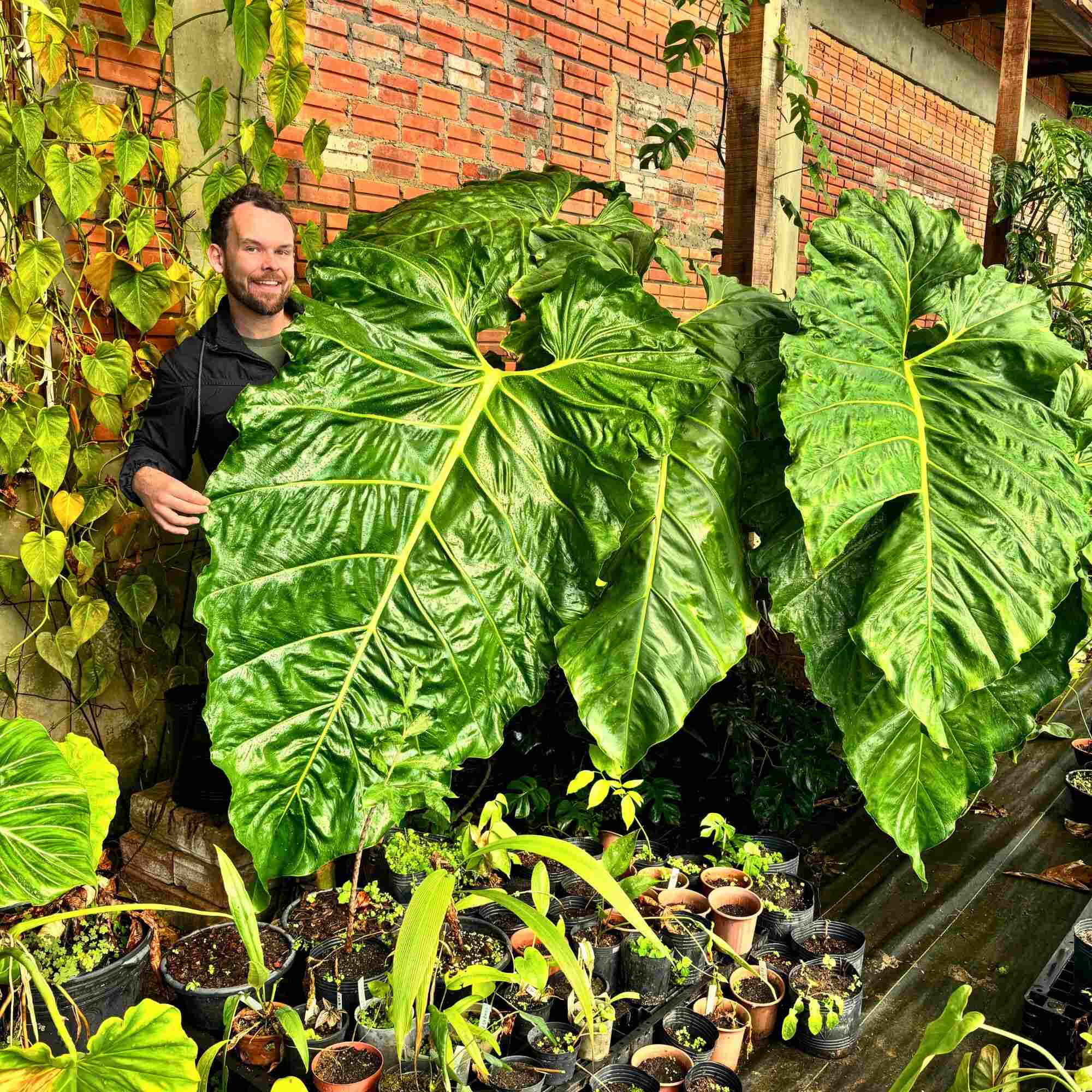 Philodendron trepadeira