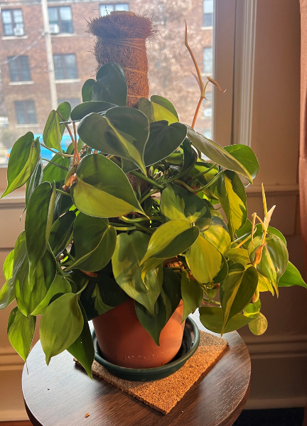 Philodendron pendente