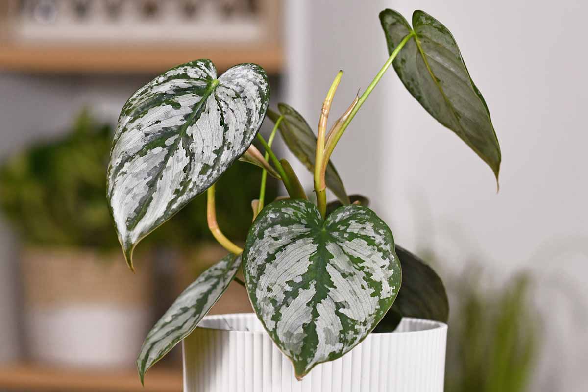 Philodendron que purifica o ar