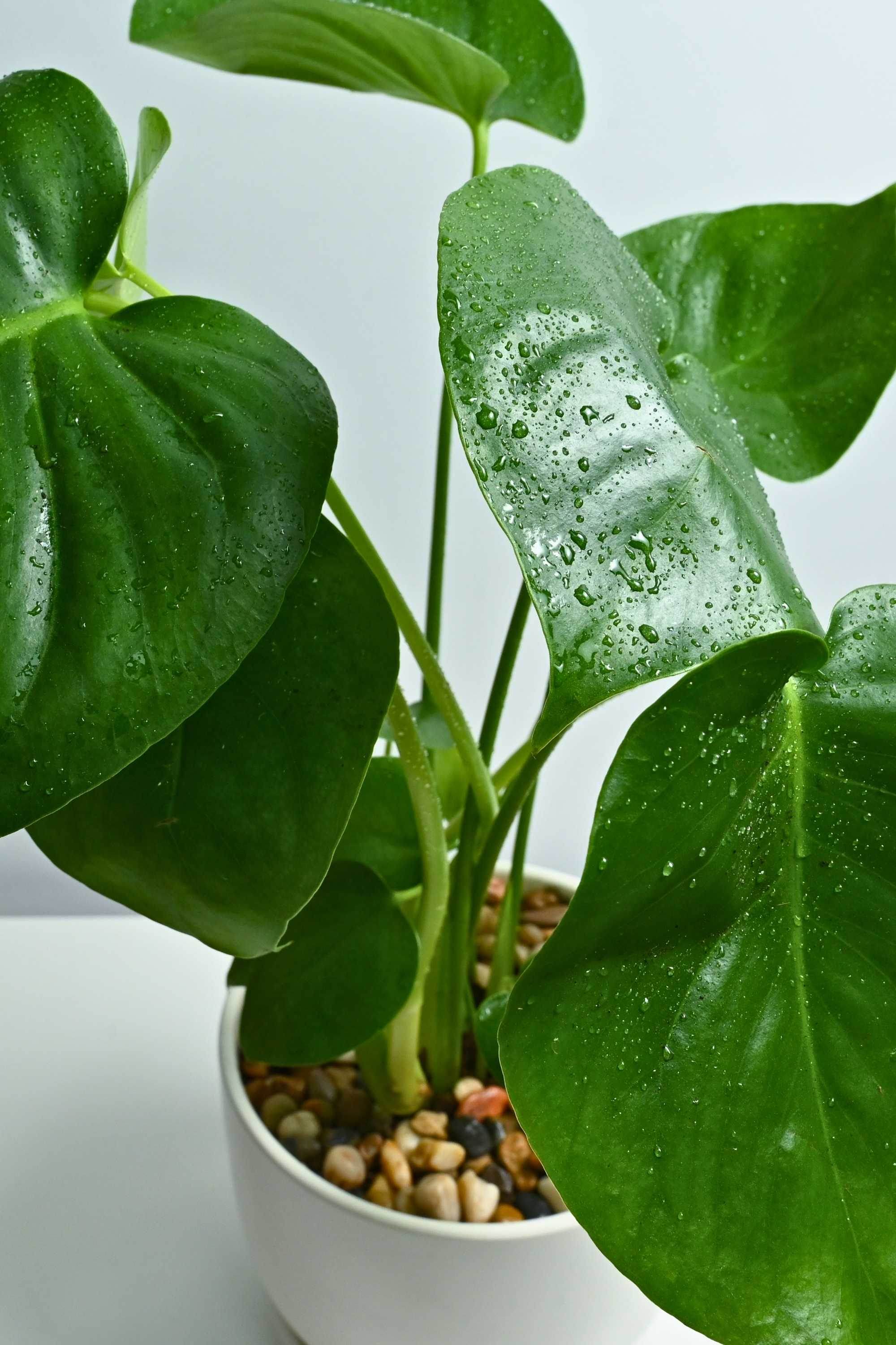 Philodendron para colecionadores