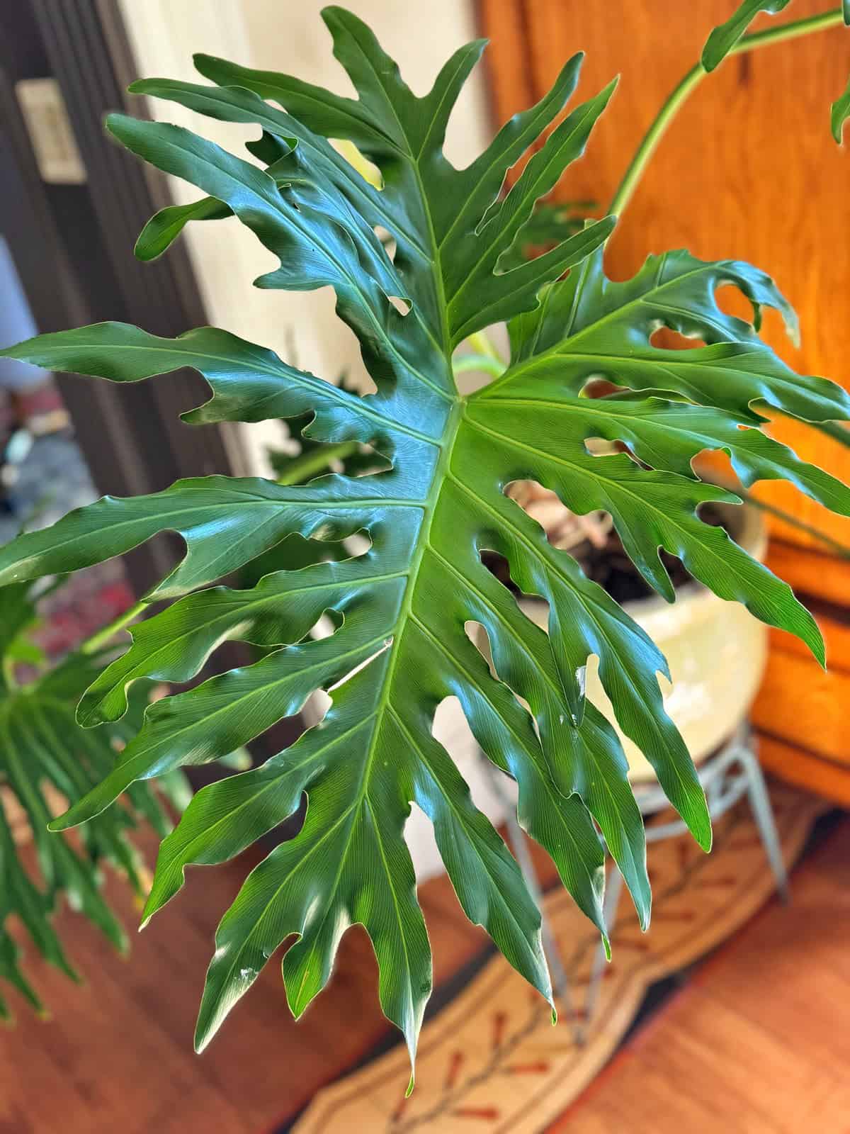 Philodendron rasteiro