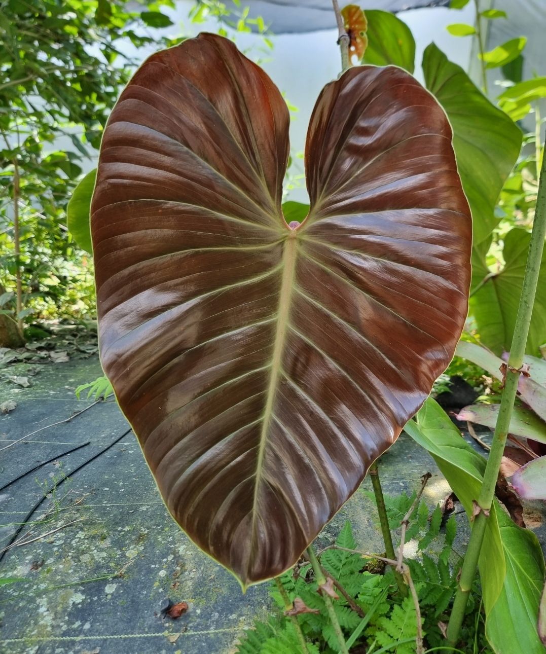 Philodendron com textura aveludada
