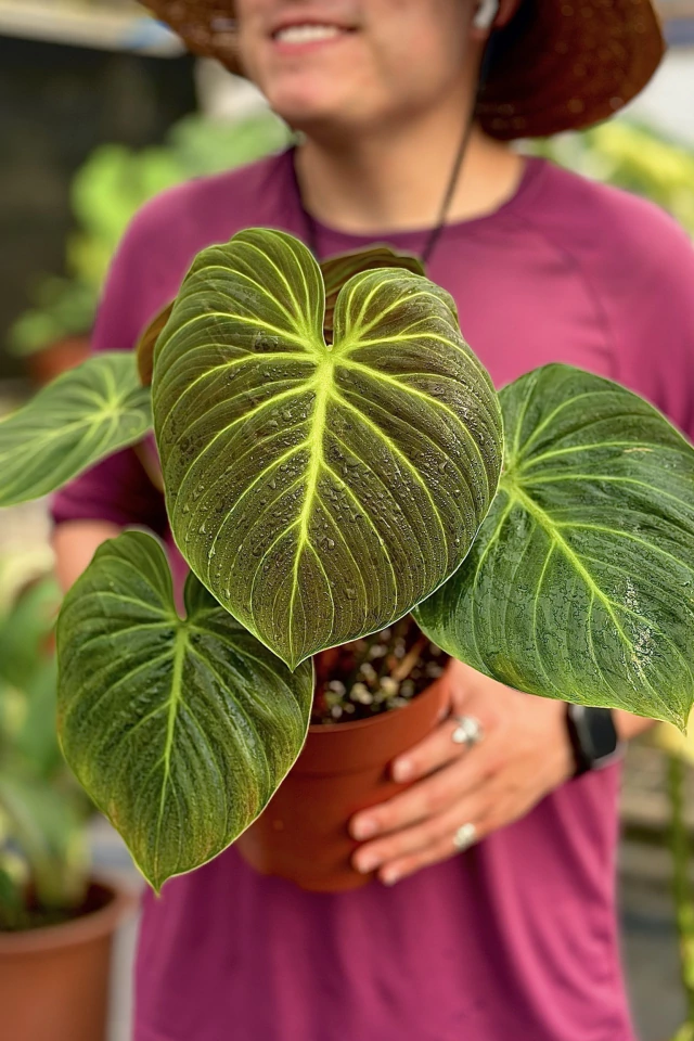 Philodendron trepadeira