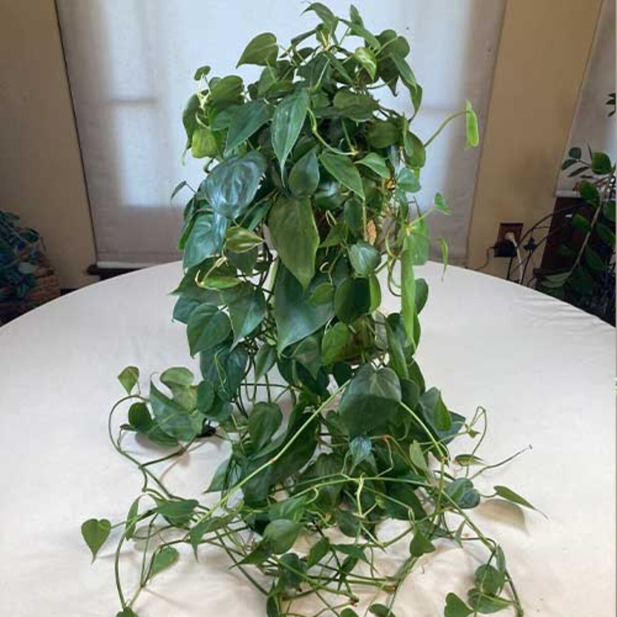 Philodendron pendente