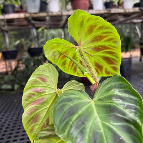 Philodendron de crescimento ereto