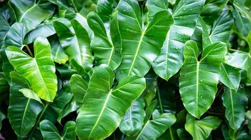 Philodendron para sombra