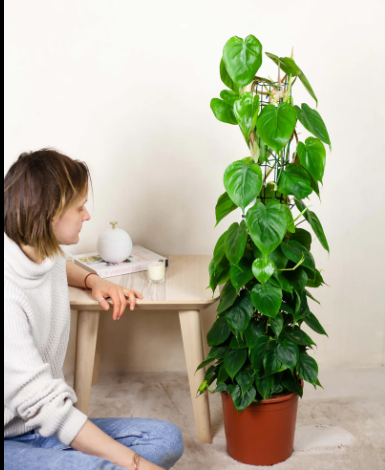 Philodendron para sol pleno (com ressalvas)