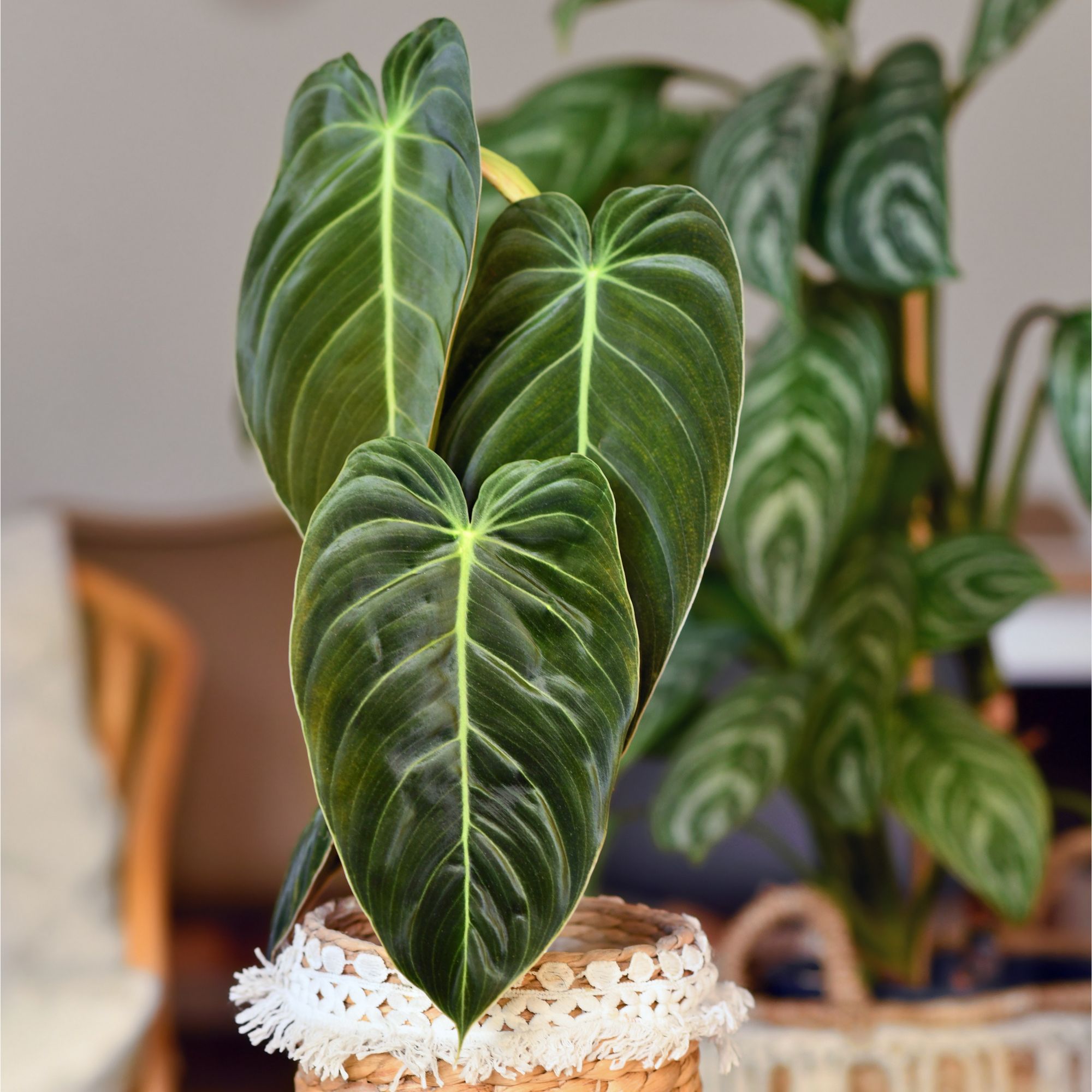 Philodendron de crescimento ereto