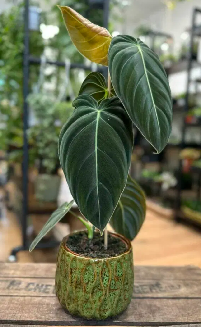 Philodendron para iniciantes