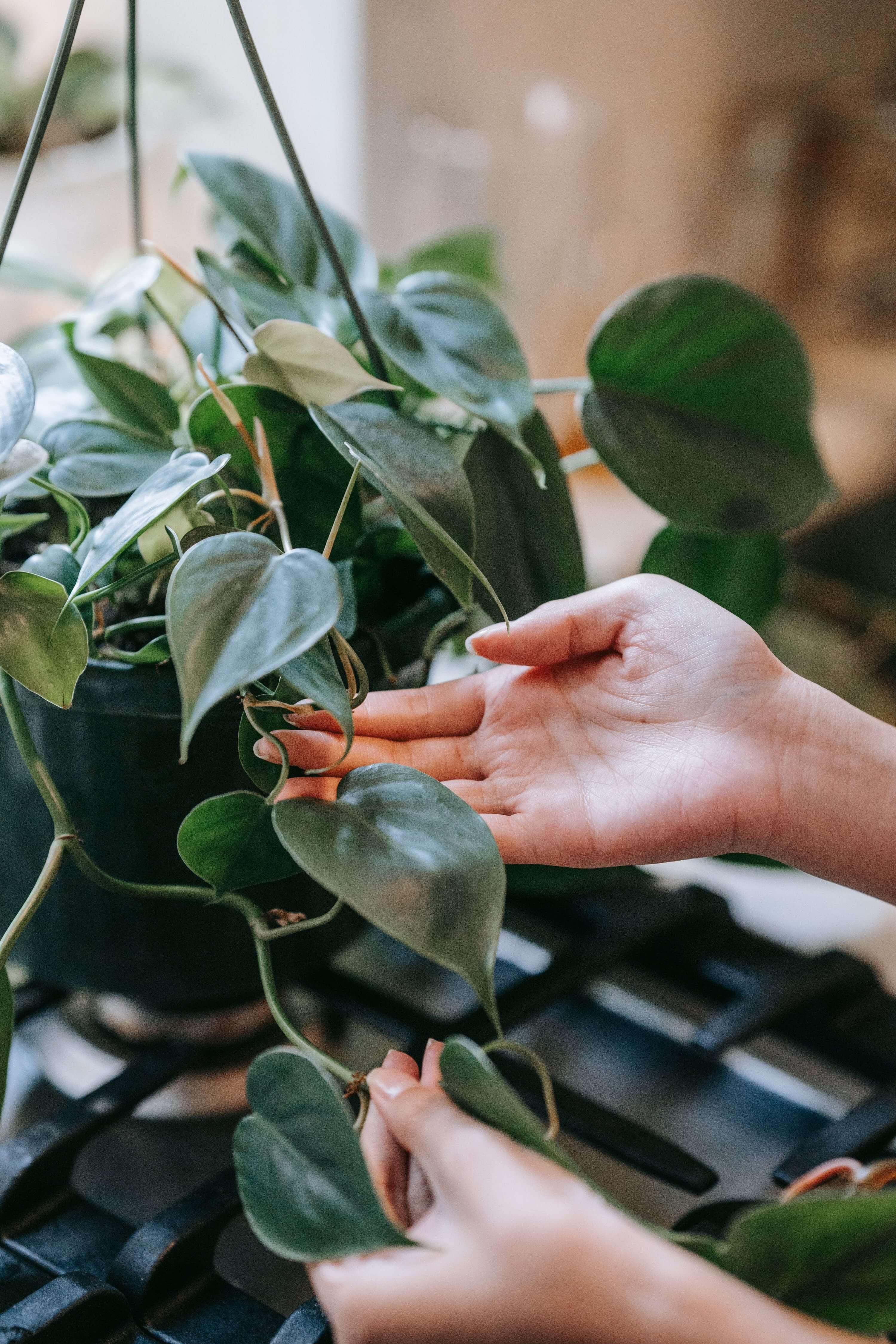 Philodendron com folhagem colorida