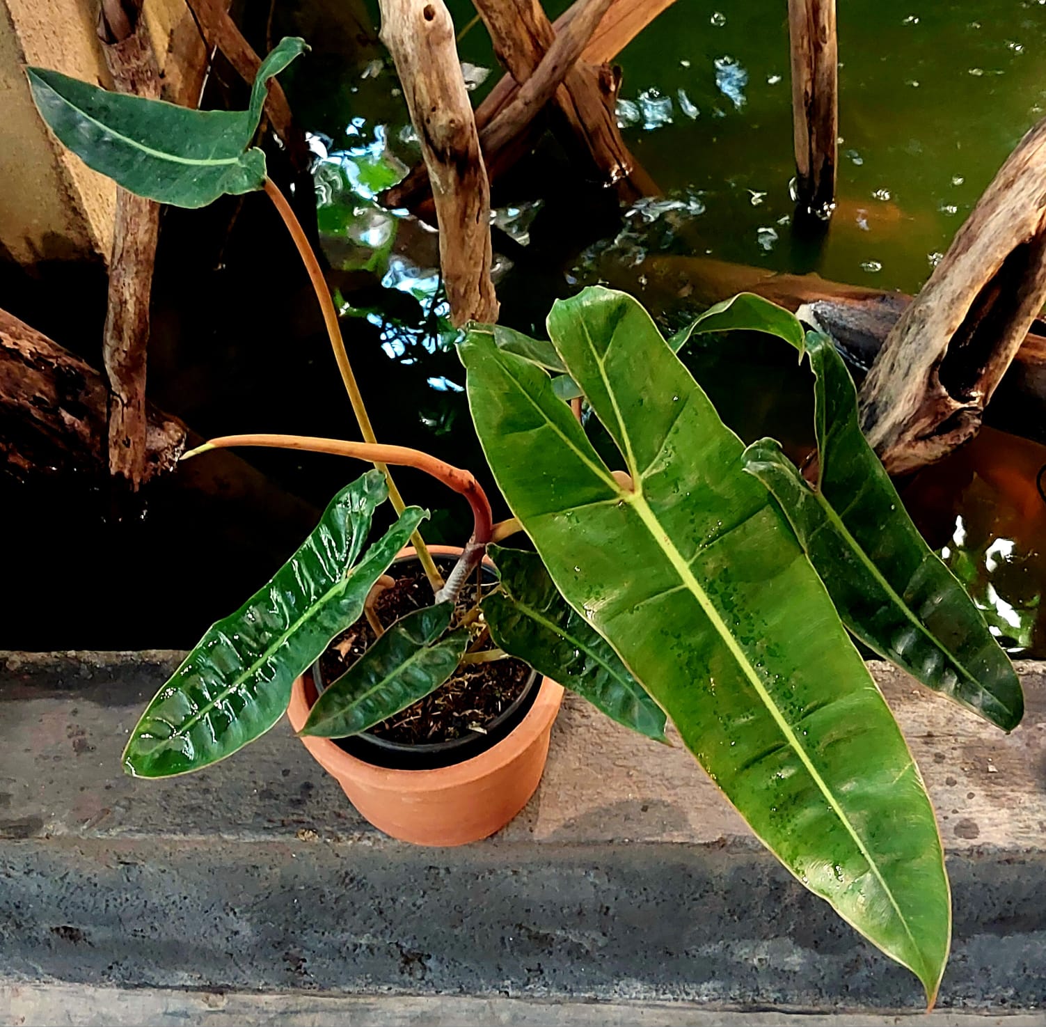 Philodendron para sol pleno (com ressalvas)