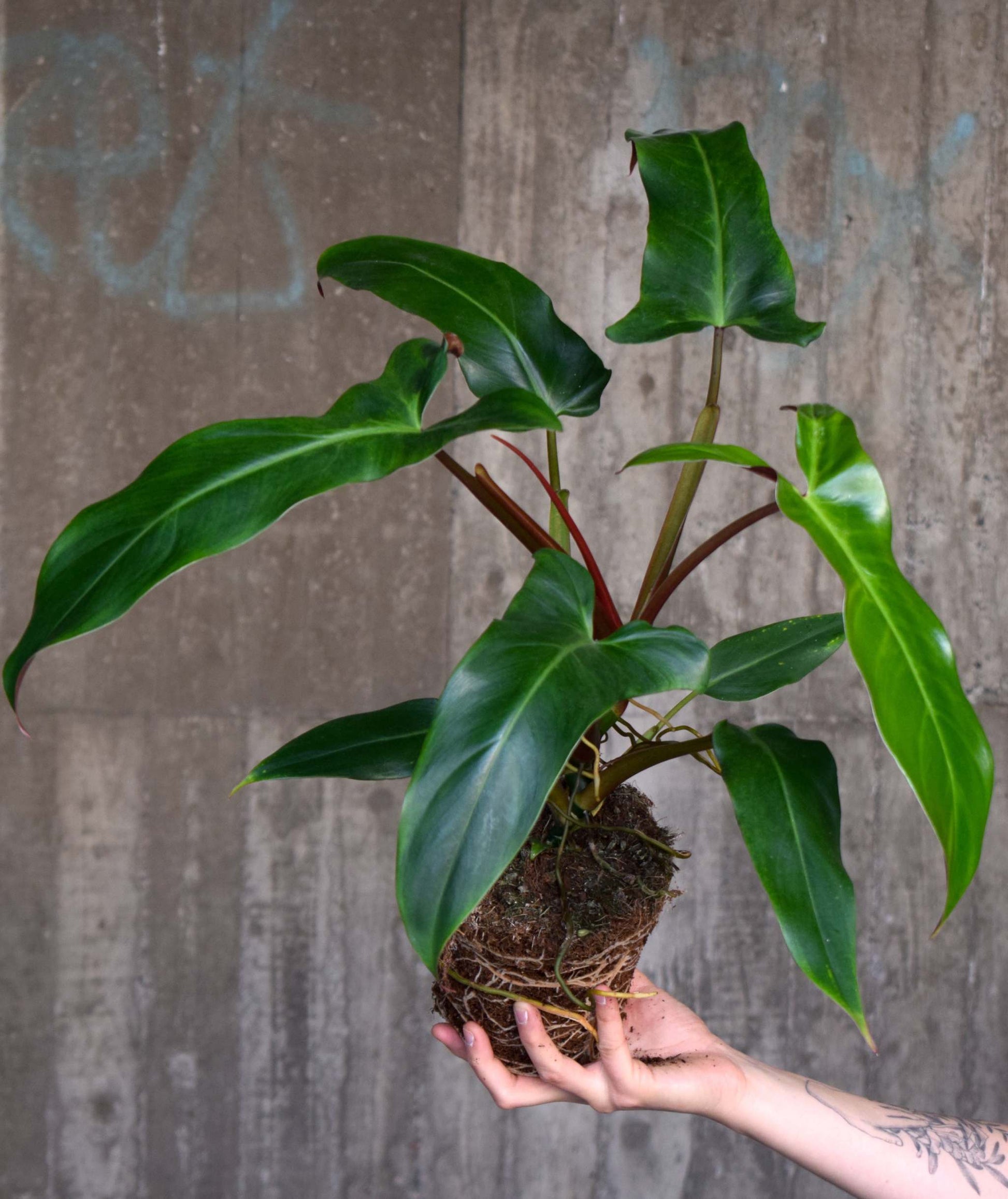 Philodendron para iniciantes