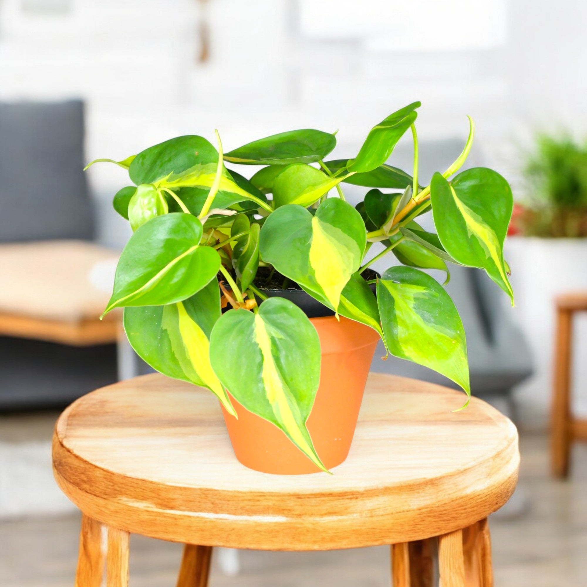 Philodendron com folhas grandes