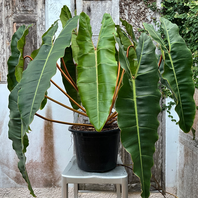 Philodendron para apartamento
