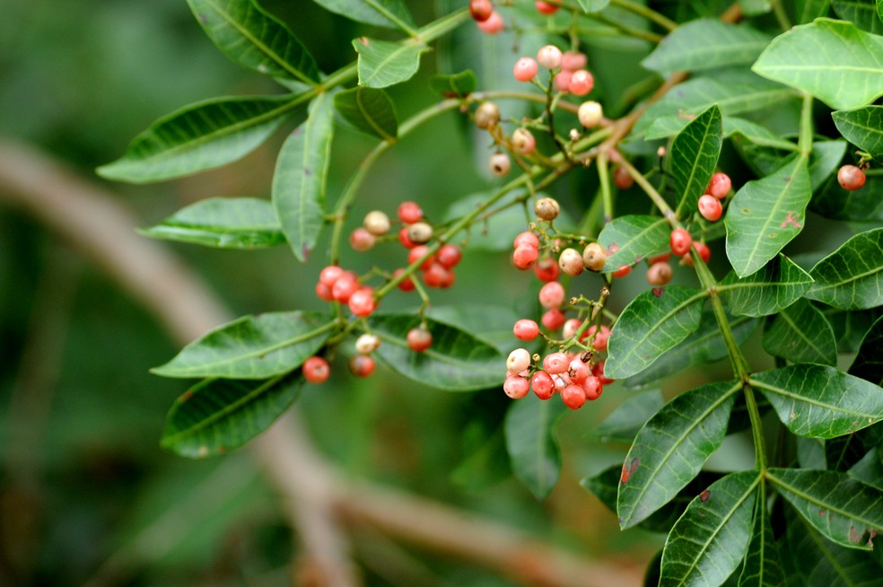 pimenta rosa vs pimenta do reino