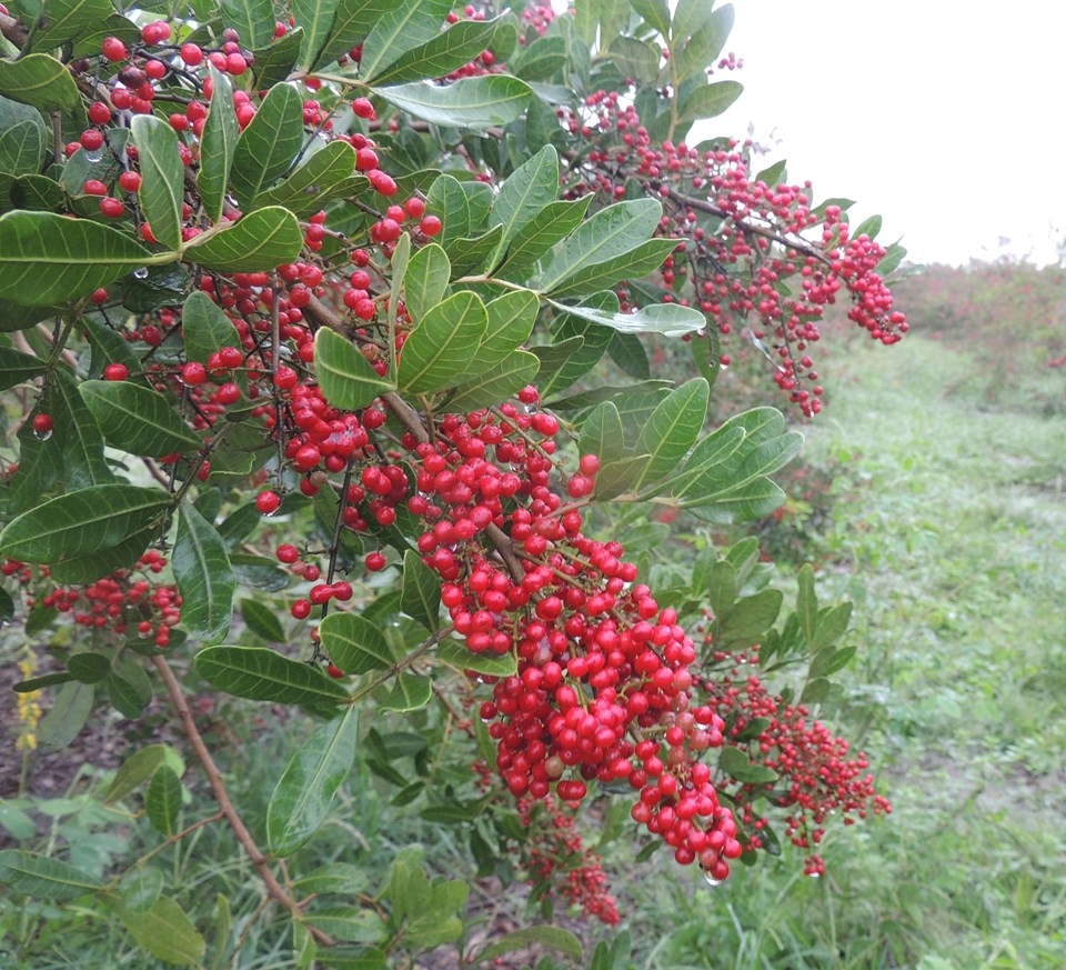 pimenta rosa para que serve