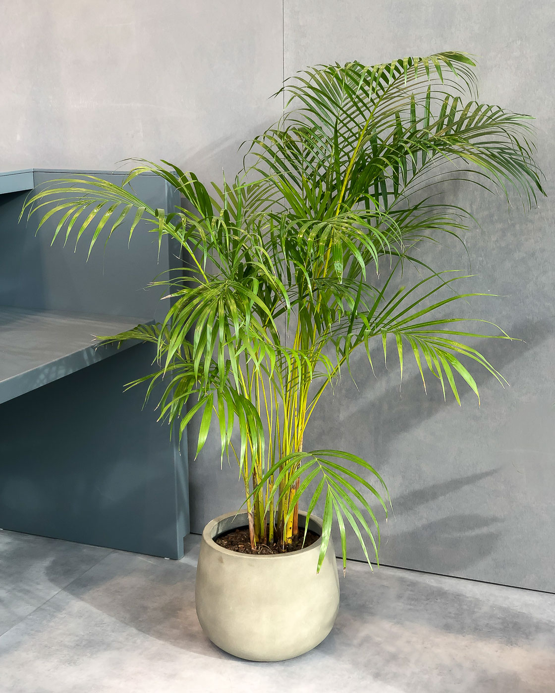 planta areca