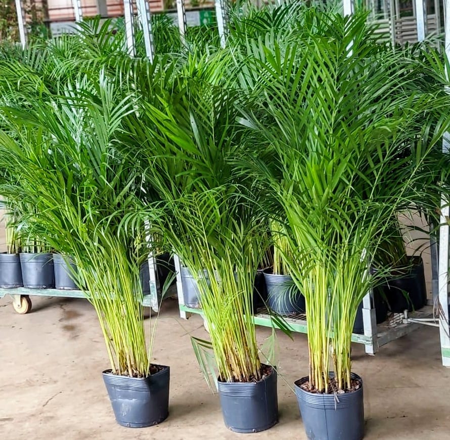 erros comuns ao cuidar da planta areca bambu e como evitá-los