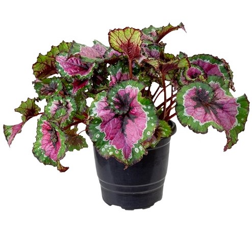 Adubação para begônia florir mais