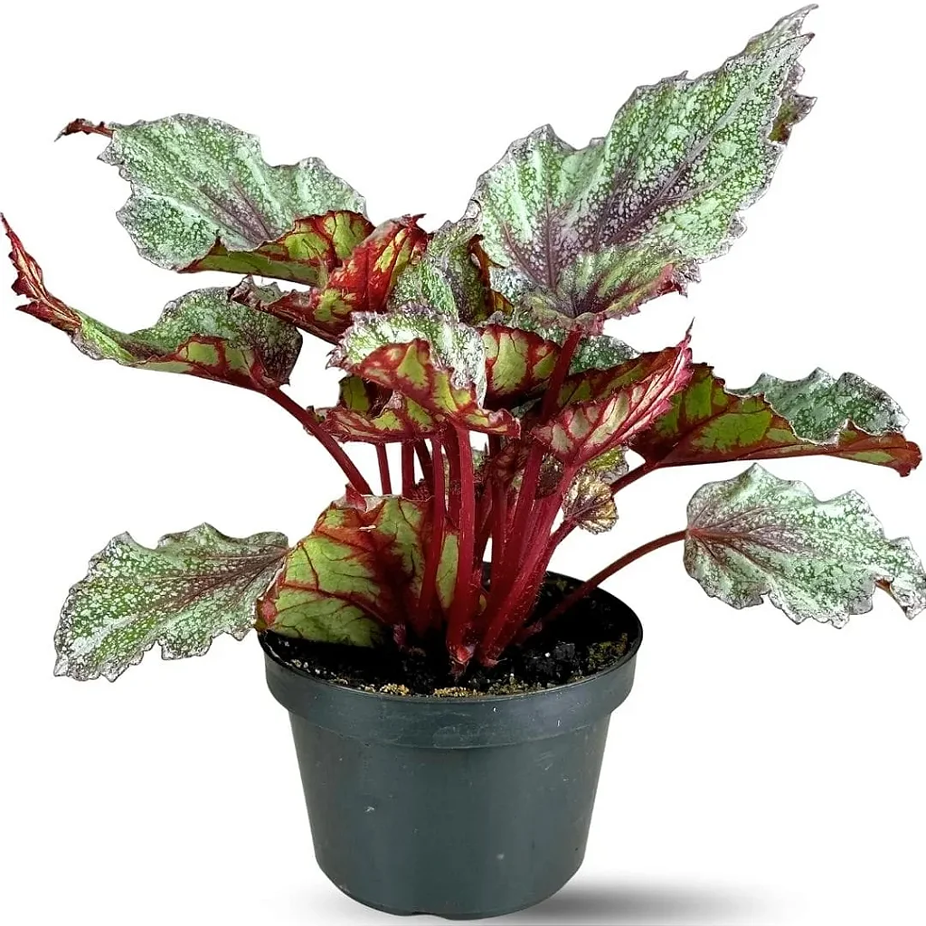 Begônia Pote 15 preço