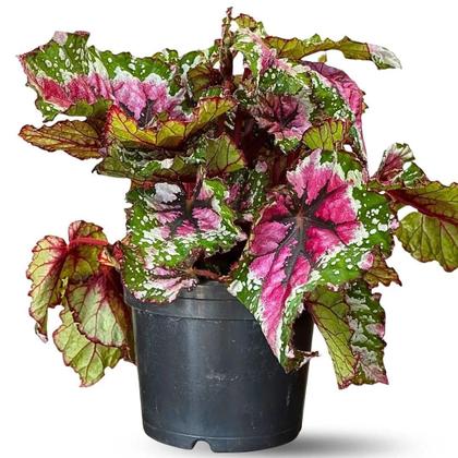 Begônia folhagem exótica