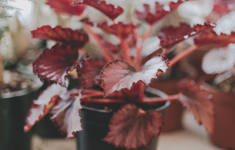 Begônia resistência ao frio