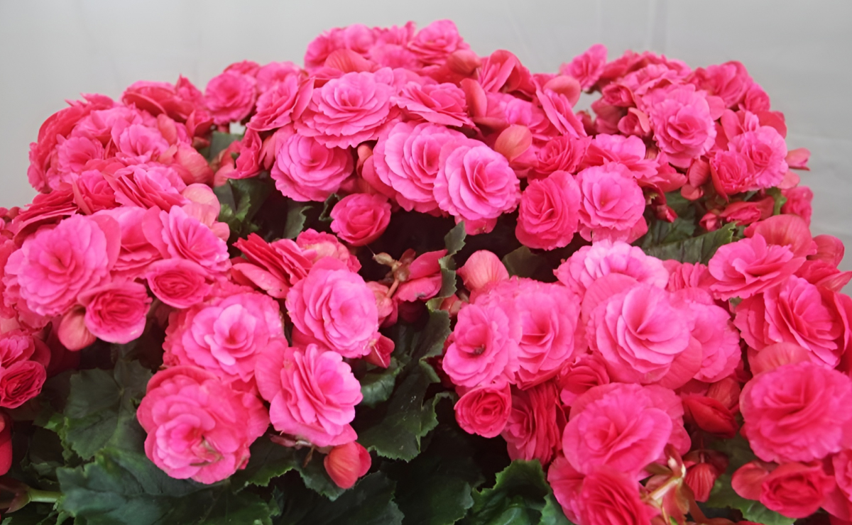 Begônia pragas e doenças