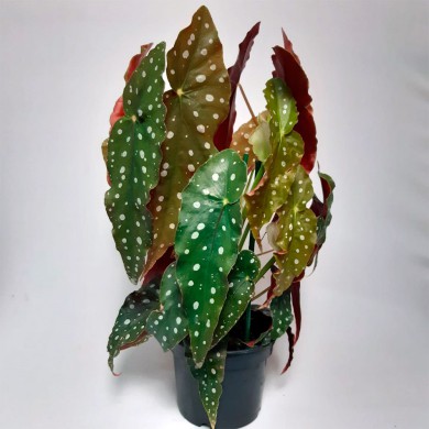 Begônia propagação por folha