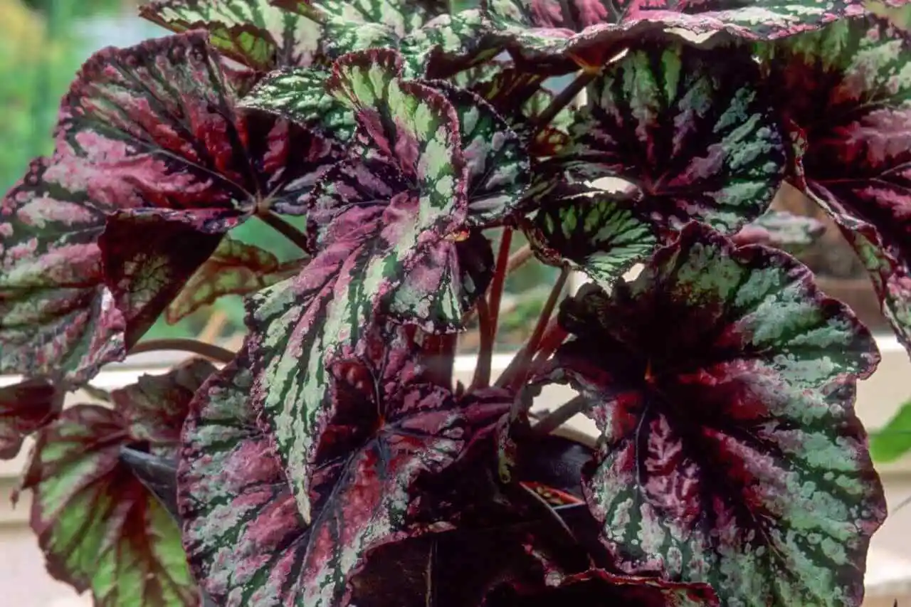 Begônia luz indireta