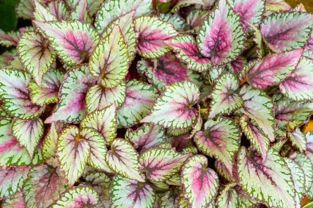 Begônia solo drenado