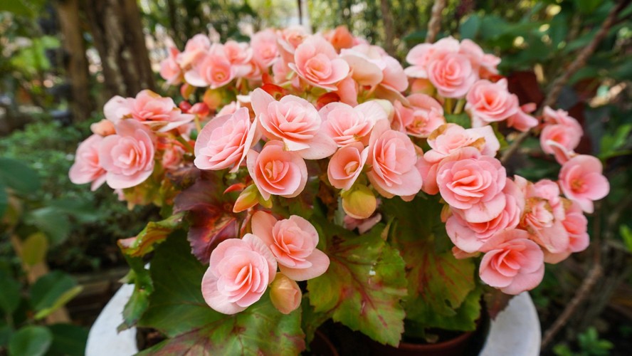 Begônia Maculata decoração