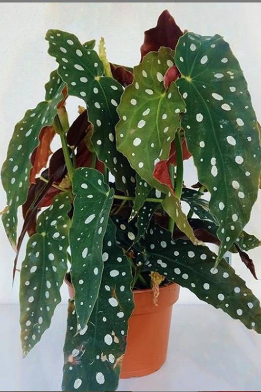 Begônia Cerosa sol pleno