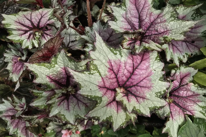 Begônia significado Feng Shui