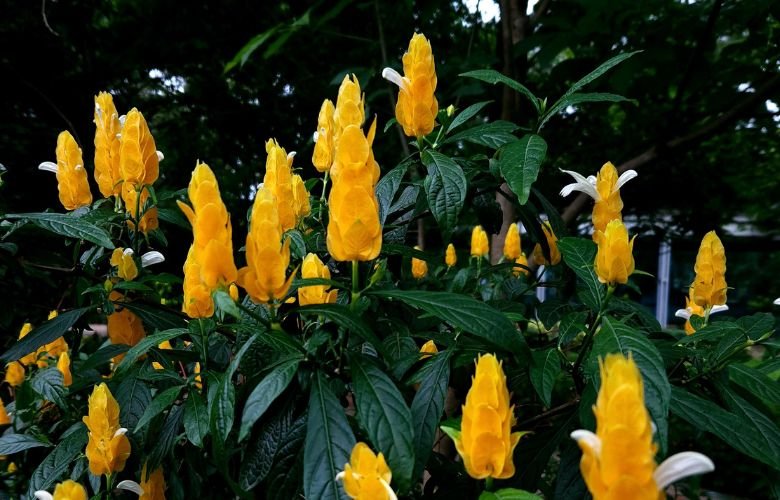 planta camarão amarelo