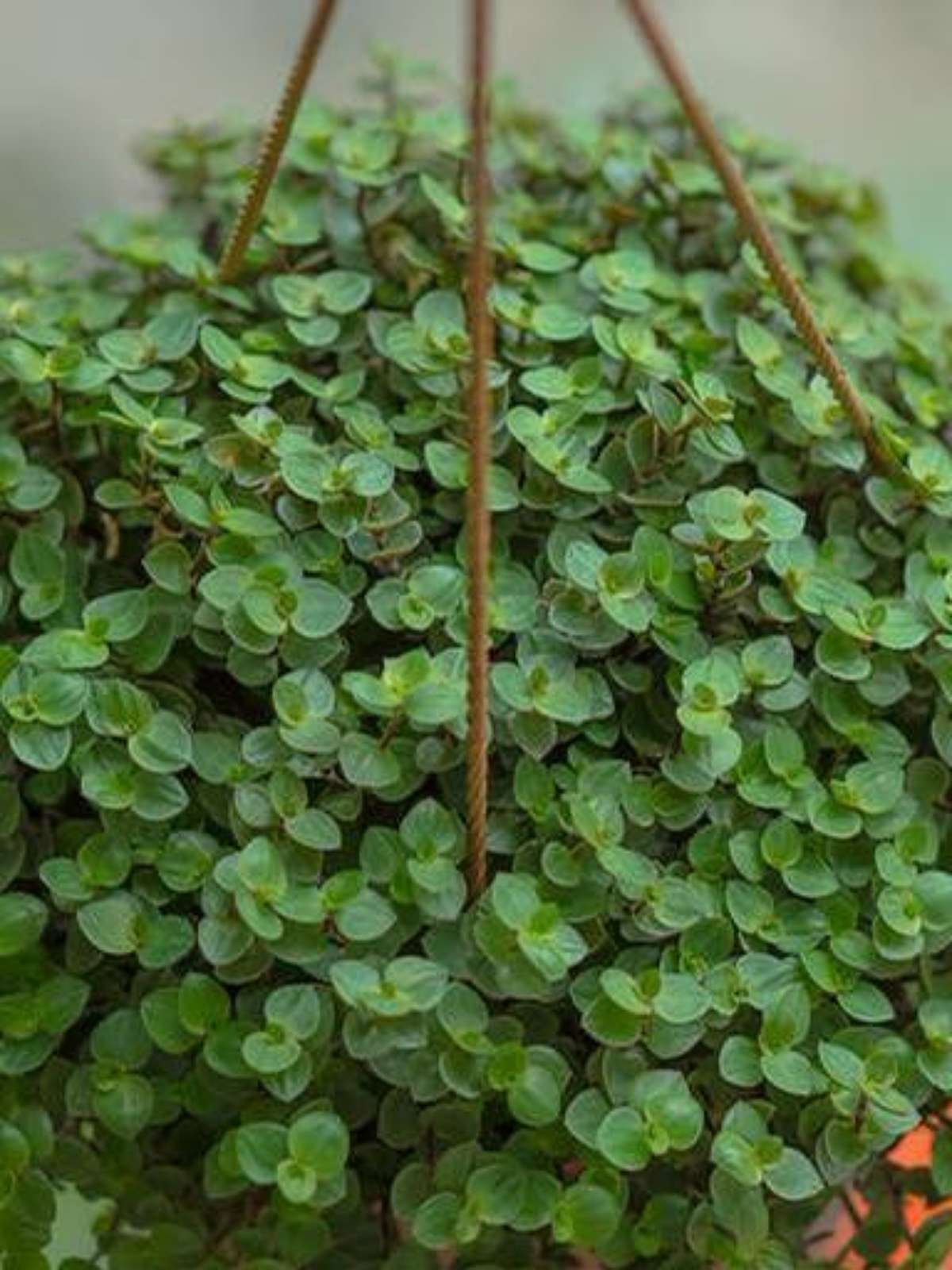 como cuidar de planta dinheiro em penca