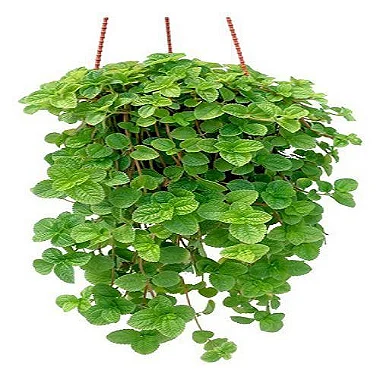 árvore do dinheiro cuidados