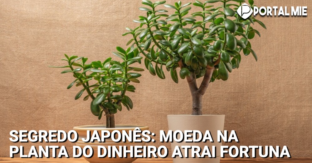 pilea peperomioides onde comprar