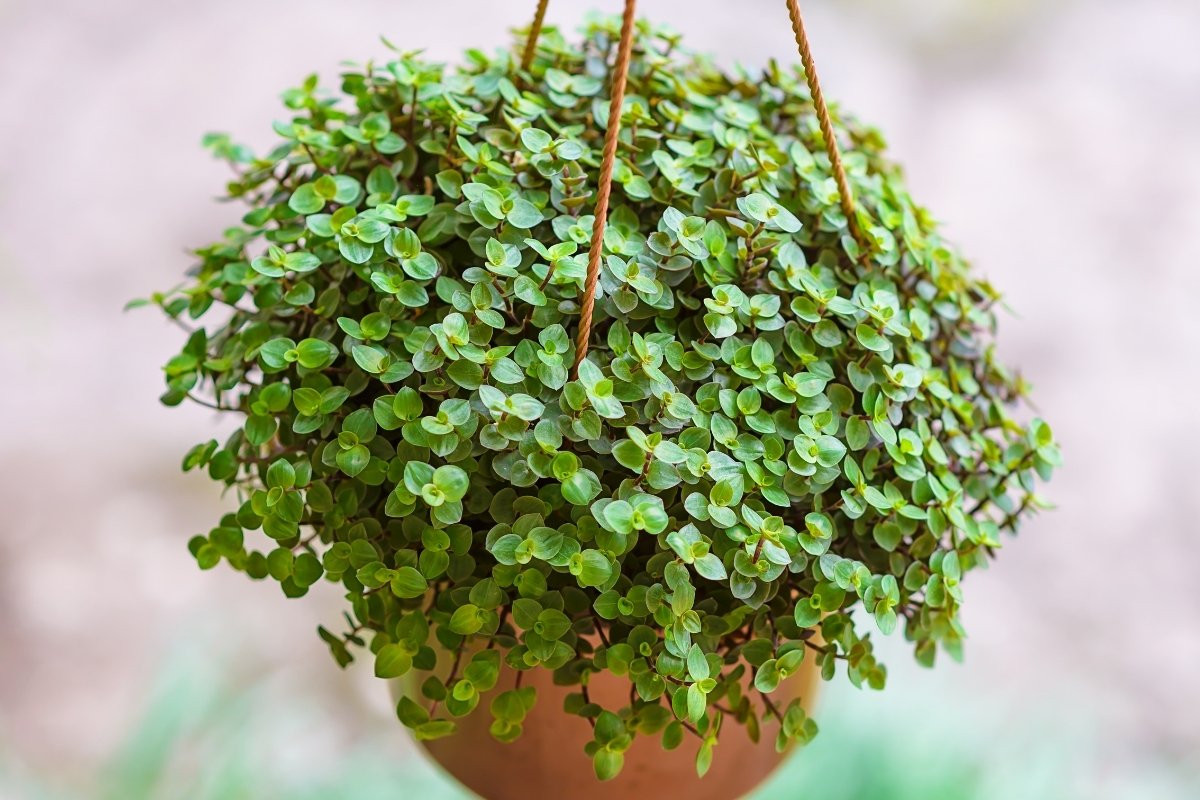 plantas para atrair riqueza