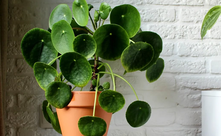 plantas que atraem dinheiro