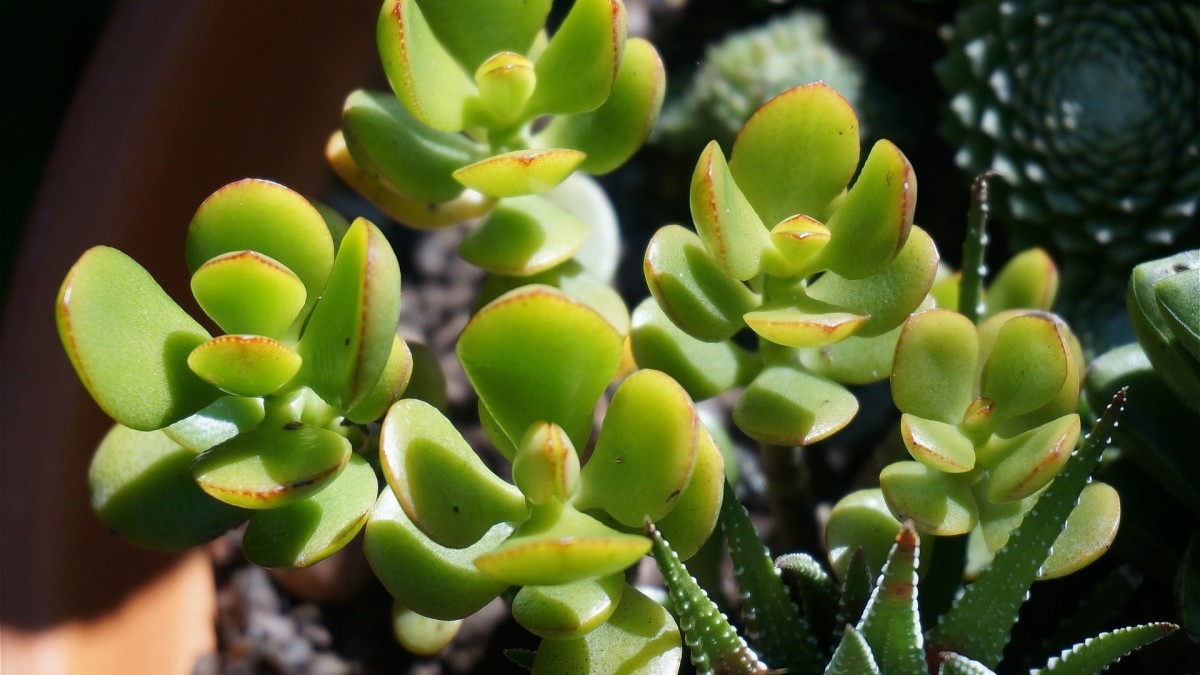 feng shui plantas prosperidade