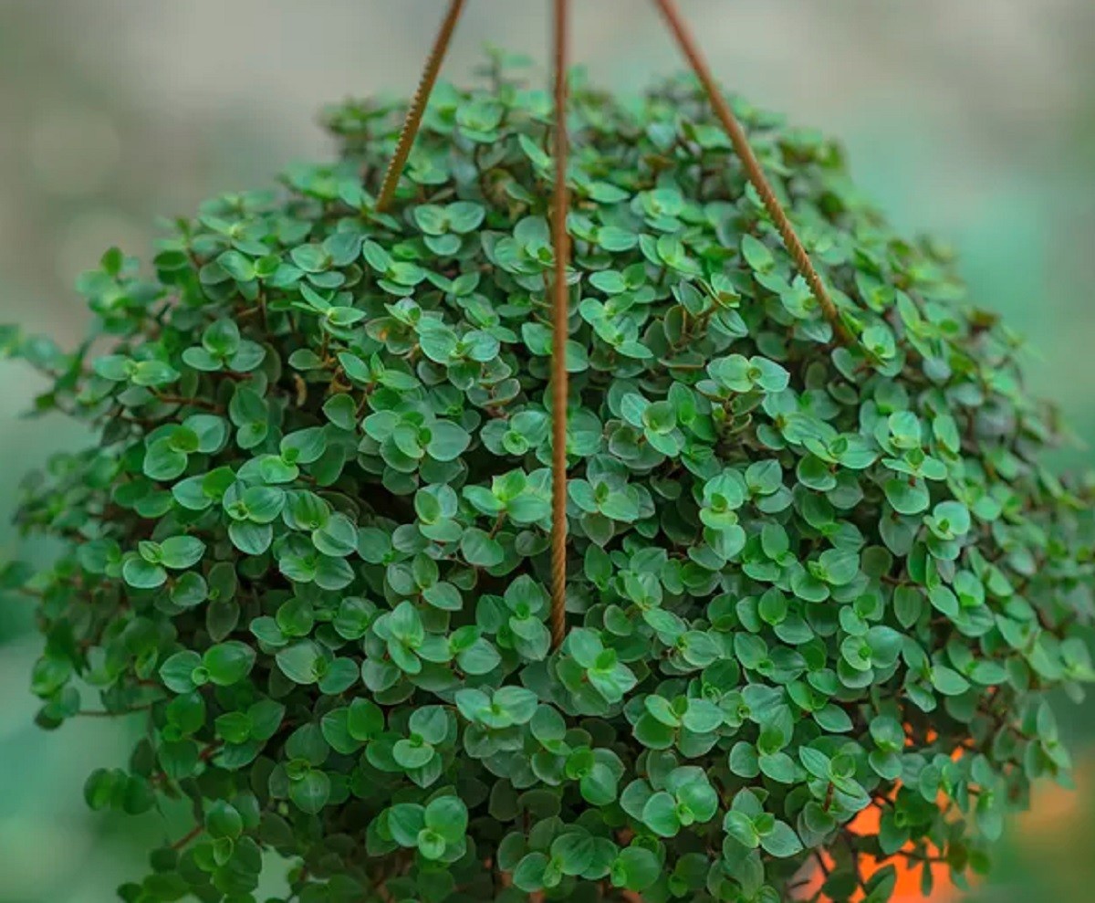 como cuidar de planta dinheiro em penca