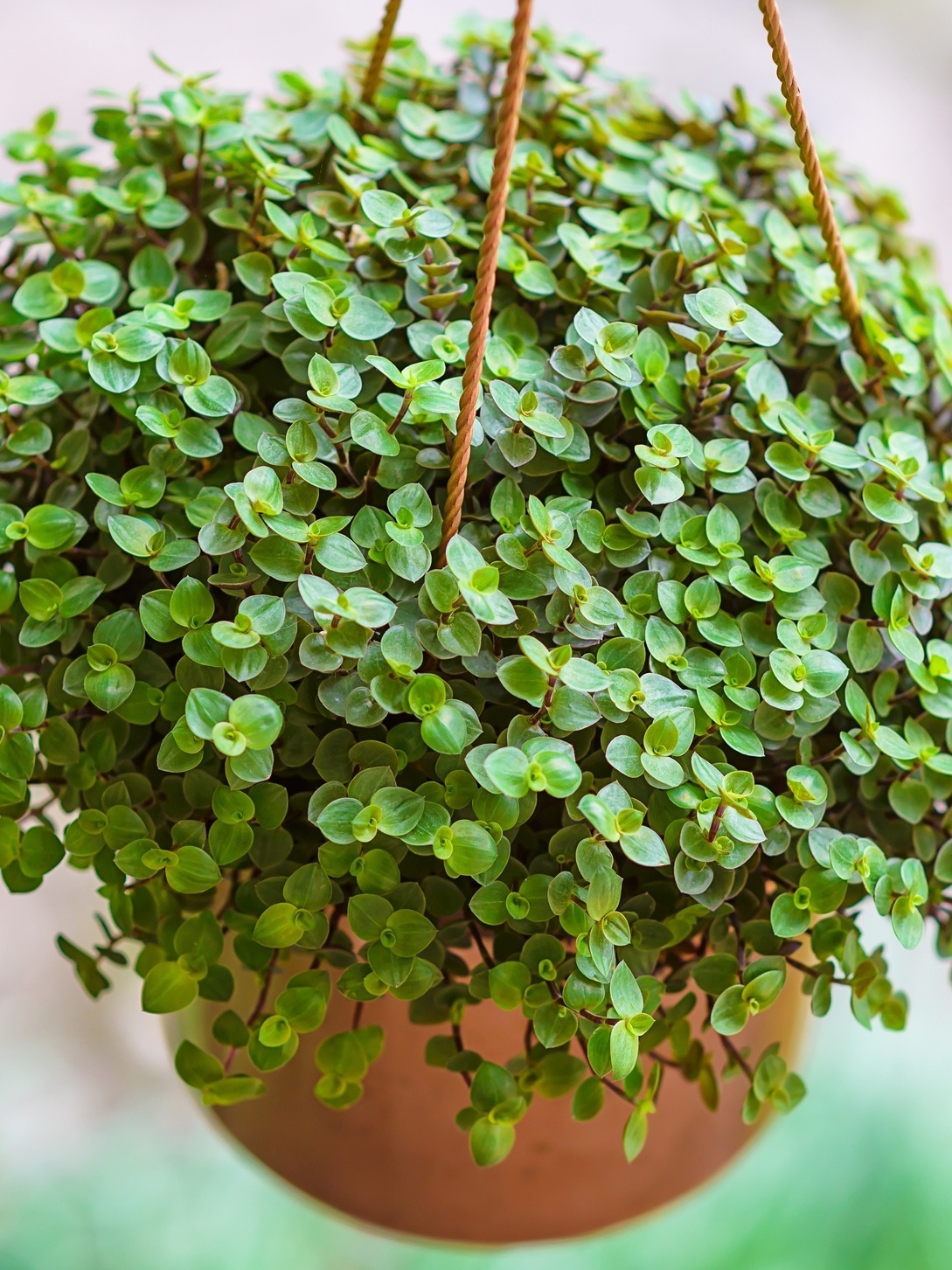 planta jade significado