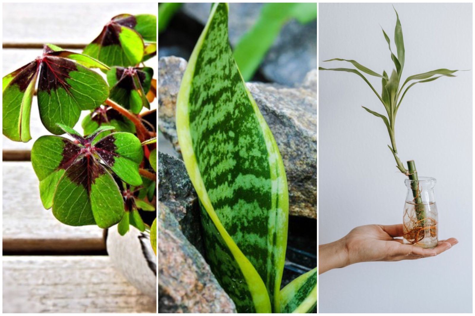 plantas para atrair riqueza