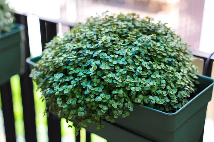 plantas de interior que atraem dinheiro