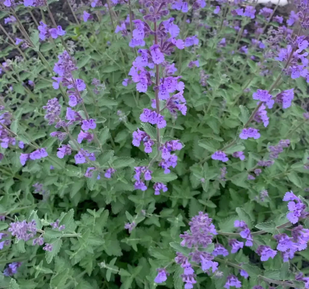 planta roxa para jardim
