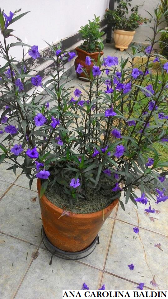 flores roxas para vaso