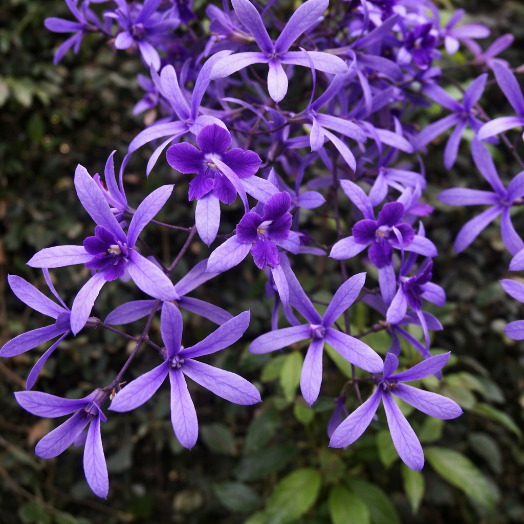planta roxa para jardim