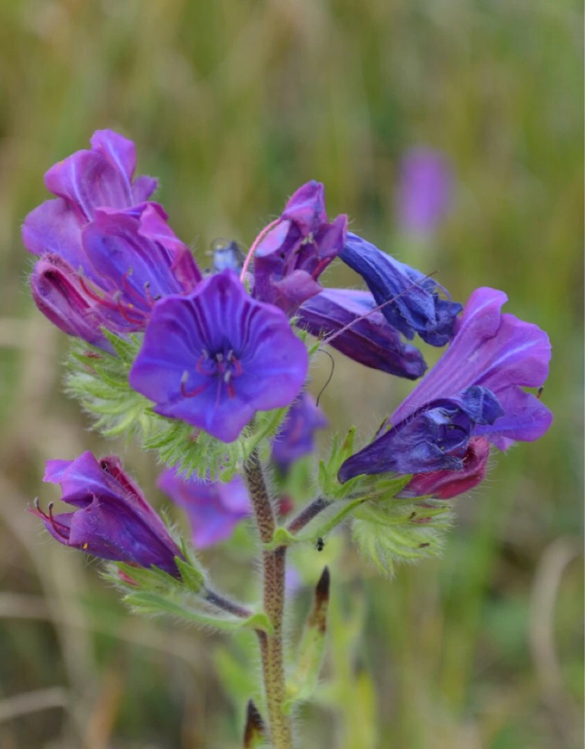flores roxas perfumadas