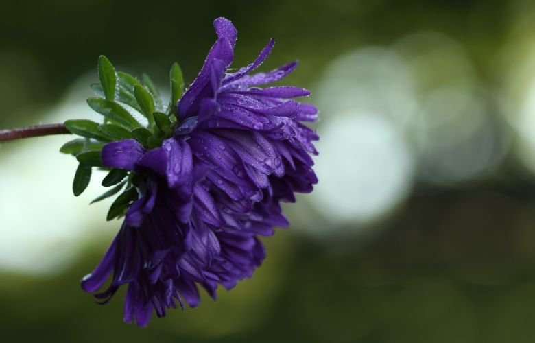 plantas roxas para sombra