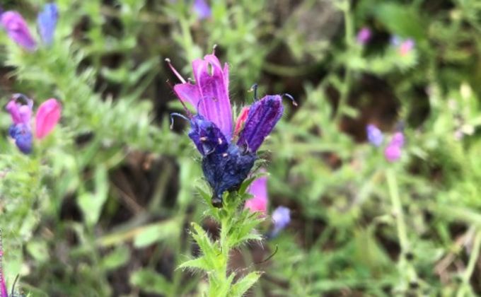 plantas roxas para interiores